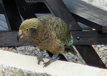 Probably a Undetermined Sub-Adult kea