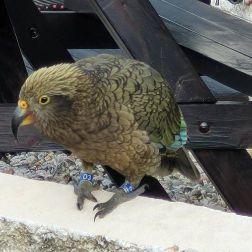 Probably a Undetermined Sub-Adult kea