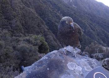 Probably a Male null kea
