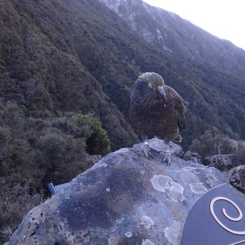 Probably a Male null kea
