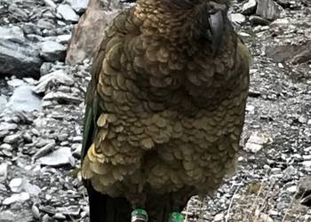 Probably a Undetermined Adult kea