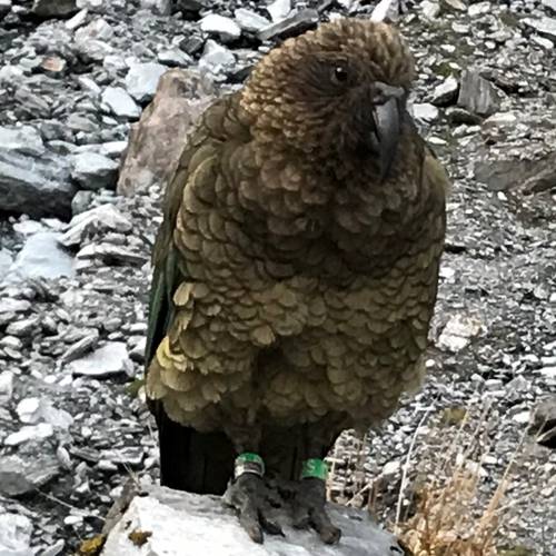 Probably a Undetermined Adult kea