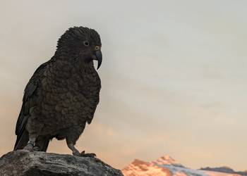 Probably a Male Sub-Adult kea