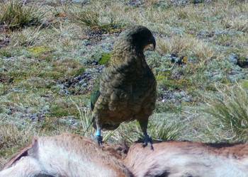 Probably a Female Adult kea