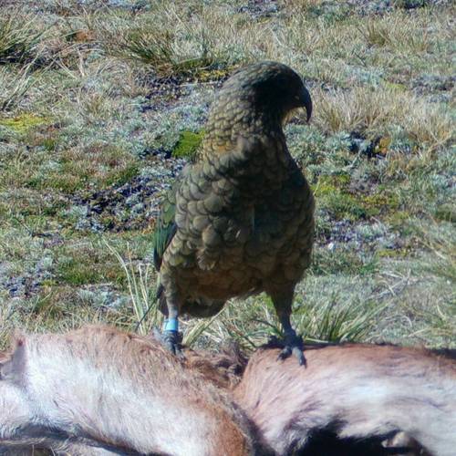 Probably a Female Adult kea