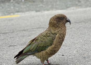 Probably a Male Adult kea