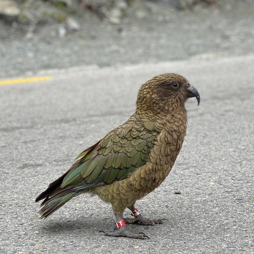 Probably a Male Adult kea