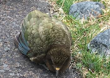 Probably a Female Adult kea