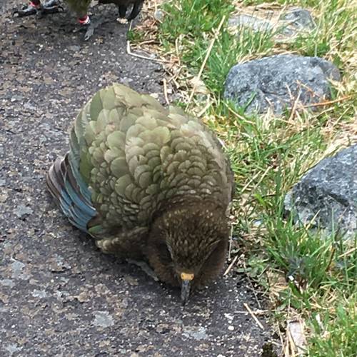 Probably a Female Adult kea