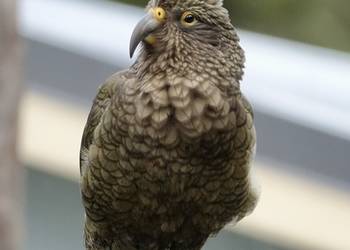 Probably a Male null kea