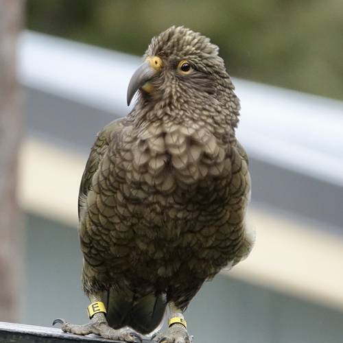 Probably a Male null kea
