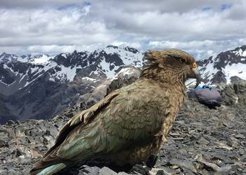 Probably a Male Adult kea