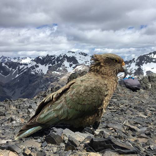 Probably a Male Adult kea