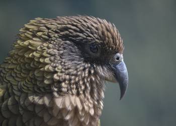 Probably a Male Adult kea