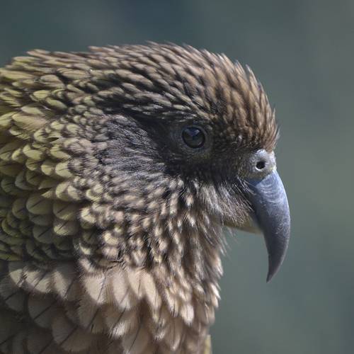 Probably a Male Adult kea