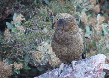 Probably a Male null kea