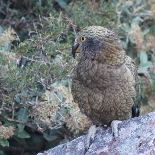 Probably a Male null kea