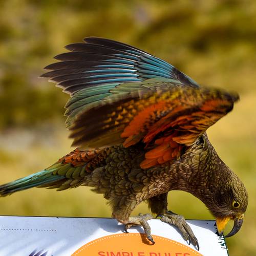 Probably a Female Sub-Adult kea