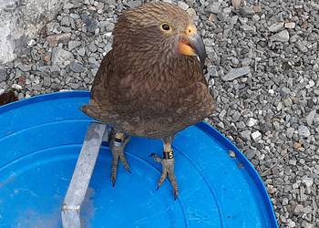 Probably a Male Adult kea