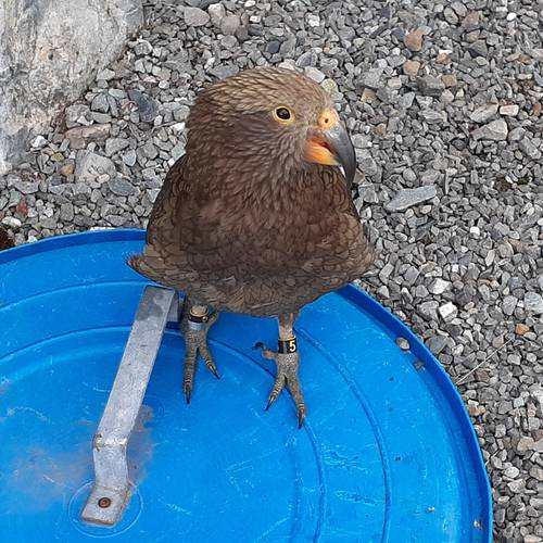 Probably a Male Adult kea