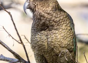 Probably a Male Adult kea