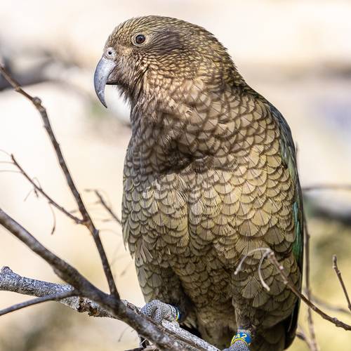 Probably a Male Adult kea