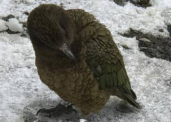 Probably a Male Adult kea