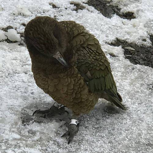 Probably a Male Adult kea