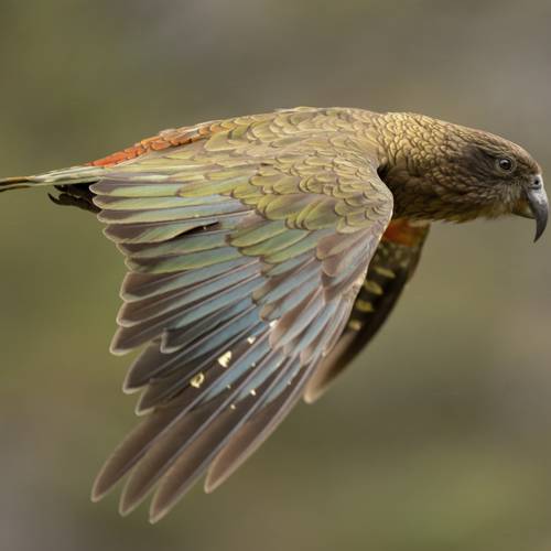 Probably a Female Adult kea