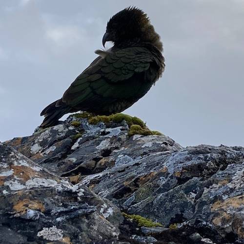 Probably a Female Adult kea