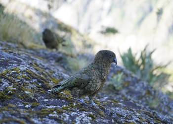 Probably a Female Adult kea