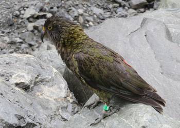 Probably a Female Adult kea