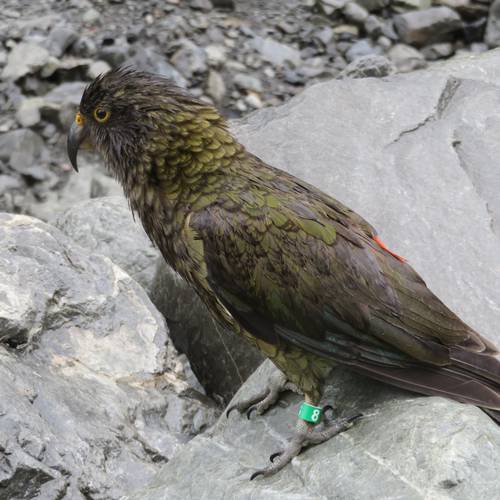 Probably a Female Adult kea