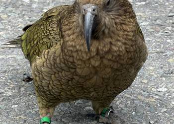 Probably a Male Adult kea
