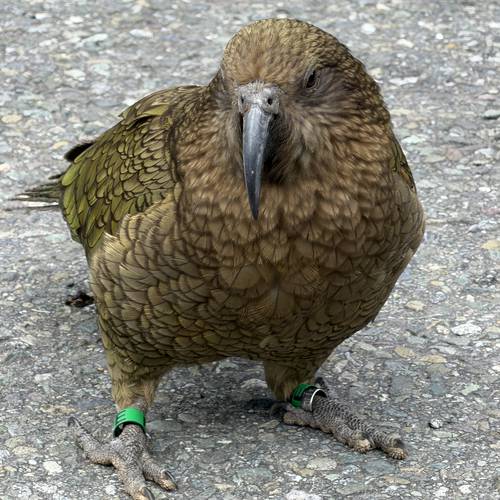 Probably a Male Adult kea