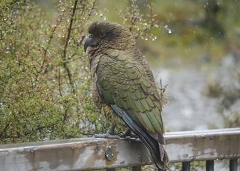 Probably a Female Adult kea