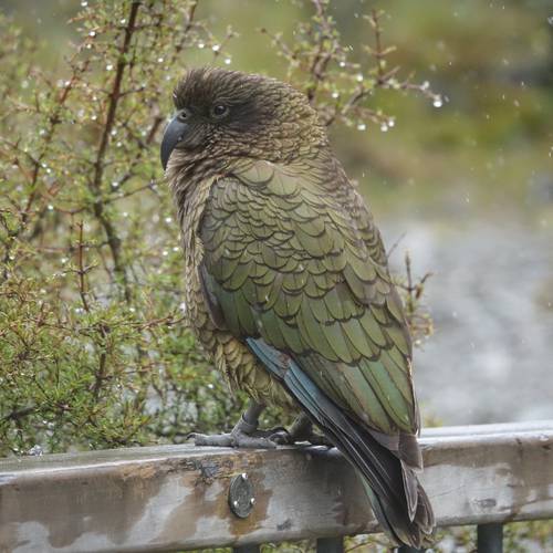 Probably a Female Adult kea