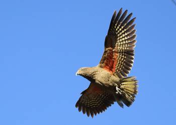 Probably a Male null kea
