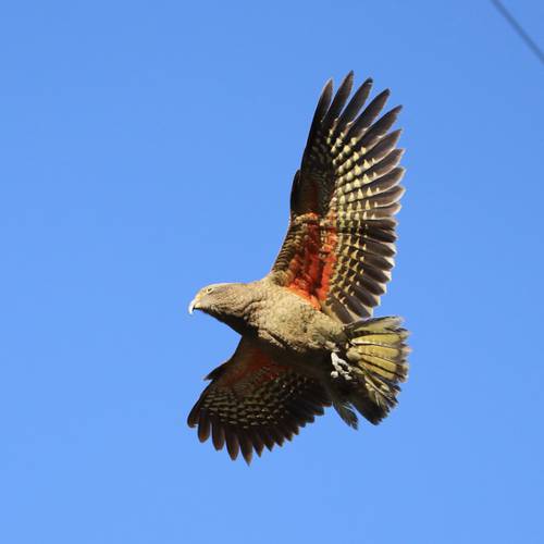 Probably a Male null kea