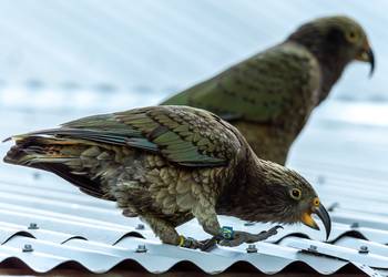 Probably a Male Adult kea
