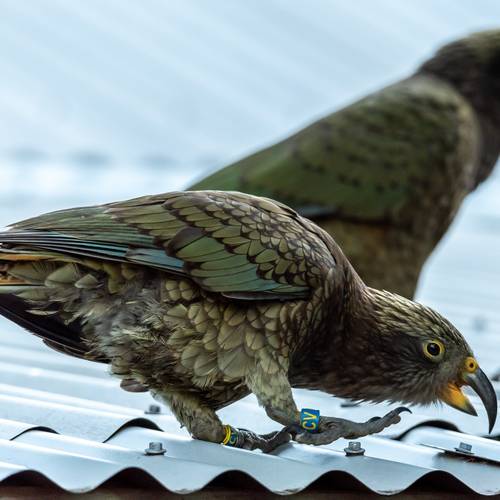Probably a Male Adult kea