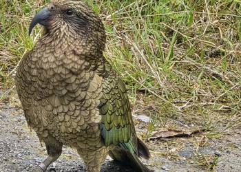 Probably a Male Sub-Adult kea