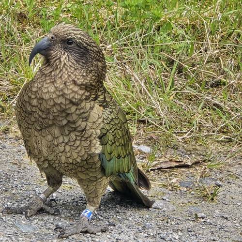 Probably a Male Sub-Adult kea