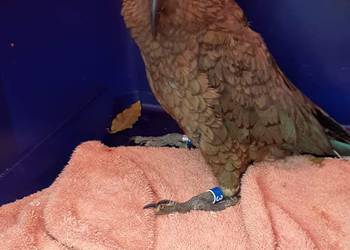 Probably a Male Adult kea