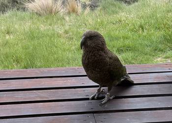 Probably a Male Adult kea
