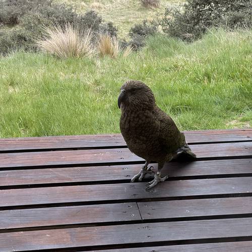 Probably a Male Adult kea