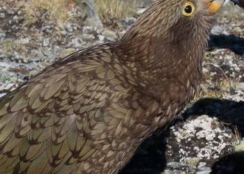 Probably a Male Sub-Adult kea