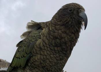 Probably a Male Adult kea