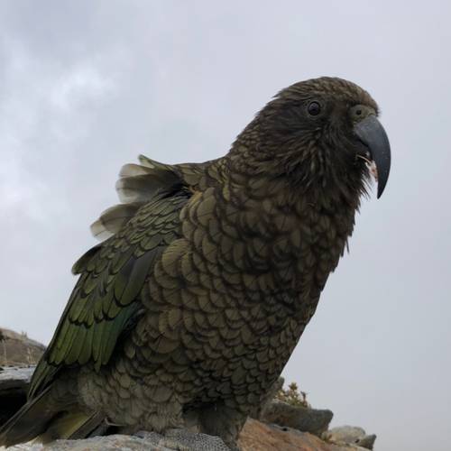 Probably a Male Adult kea