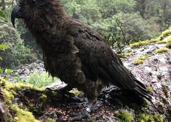 Probably a Male Adult kea